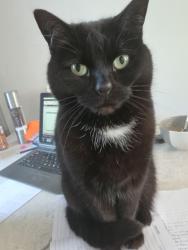 Reunited Female Cat last seen Edale Road/Cromford Avenue side of the est, Stretford, England M32 9RR
