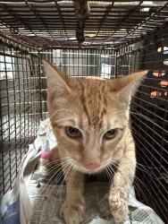 Shelter Stray Male Cat last seen , 3201 Lacy St, Los Angeles, CA 90031, USA