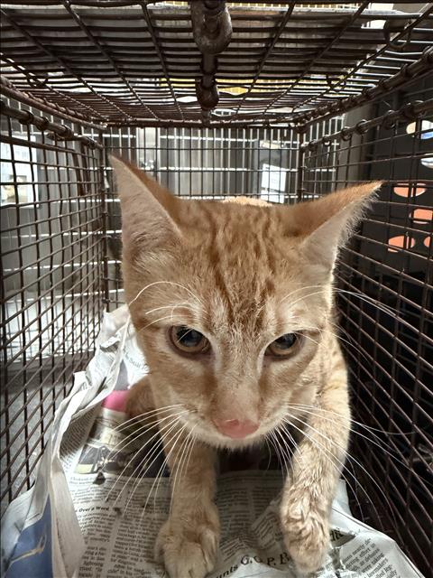 Shelter Stray Male Cat last seen , 3201 Lacy St, Los Angeles, CA 90031, USA