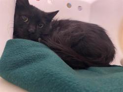 Shelter Stray Unknown Cat last seen , 3839 W Burnham St, West Milwaukee, WI 53215, USA
