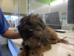 Shelter Stray Male Dog last seen , 1850 W 60th St, Los Angeles, CA 90047, USA