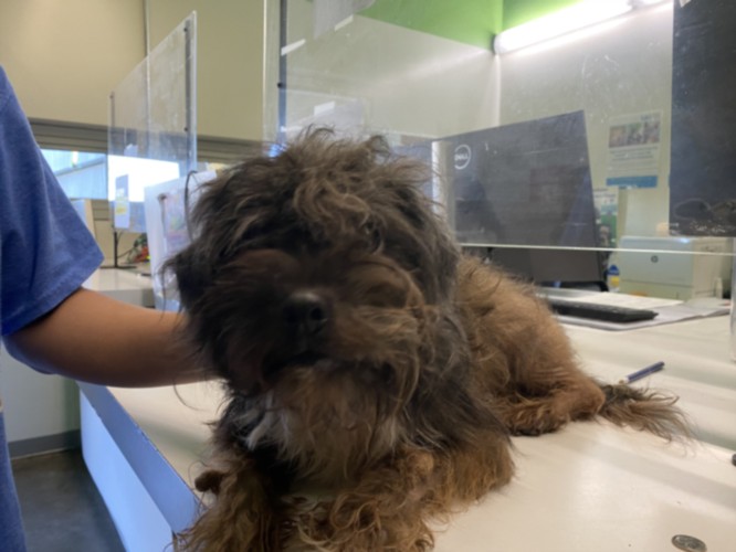 Shelter Stray Male Dog last seen , 1850 W 60th St, Los Angeles, CA 90047, USA
