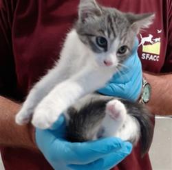 Shelter Stray Female Cat last seen UTAH@25TH ST, 1419 Bryant St, San Francisco, CA 94103, USA
