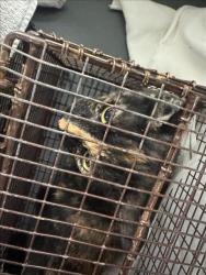 Shelter Stray Unknown Cat last seen , 1850 W 60th St, Los Angeles, CA 90047, USA