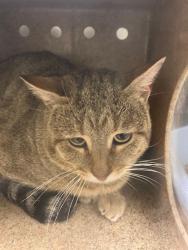 Shelter Stray Unknown Cat last seen Near BLOCK S BIG OAK CT, WEST VALLEY CITY UT 84119, 4522 W 3500 S, West Valley City, UT 84120, USA