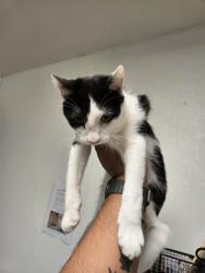 Shelter Stray Male Cat last seen Near BLOCK PAUL AVE, BAKERSFIELD CA 93312, 3951 Fruitvale Ave, Bakersfield, CA 93308, USA