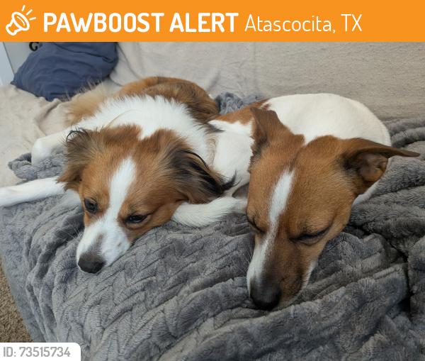Found/Stray Male Dog last seen Madera run, Atascocita, TX 77346