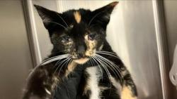 Shelter Stray Female Cat last seen Near BLOCK E SHIELDS AVE, FRESNO CA 93726 7326, 5277 E Airways Blvd, Fresno, CA 93727, USA