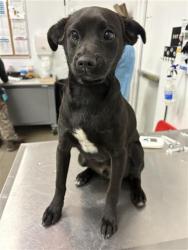 Shelter Stray Male Dog last seen Near BLOCK E DAKOTA AVE, FRESNO CA 93727 7401, 5277 E Airways Blvd, Fresno, CA 93727, USA