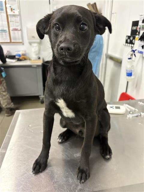 Shelter Stray Male Dog last seen Near BLOCK E DAKOTA AVE, FRESNO CA 93727 7401, 5277 E Airways Blvd, Fresno, CA 93727, USA