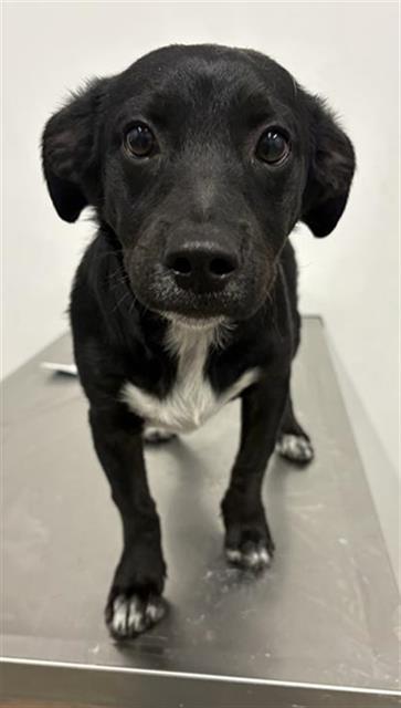 Shelter Stray Male Dog last seen Near BLOCK E DAKOTA AVE, FRESNO CA 93727 7401, 5277 E Airways Blvd, Fresno, CA 93727, USA