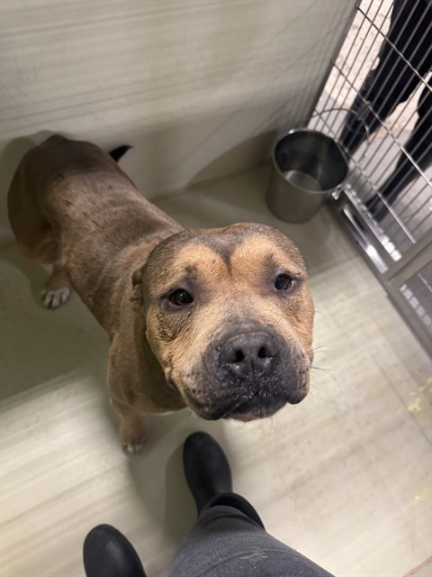 Shelter Stray Male Dog last seen Near BLOCK GASKELL RD, ROSAMOND CA 93560, 3951 Fruitvale Ave, Bakersfield, CA 93308, USA