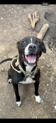 Lost Male Dog last seen Phyllis and Charlotte , close to Zarzamora, San Antonio, TX 78225