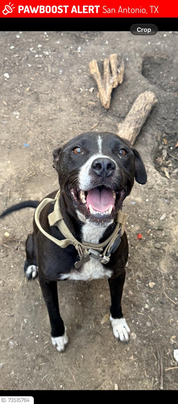 Lost Male Dog last seen Phyllis and Charlotte , close to Zarzamora, San Antonio, TX 78225