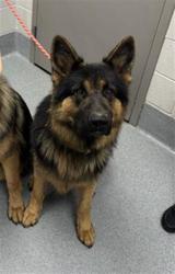 Shelter Stray Male Dog last seen Near, 5001 E Raymond St, Indianapolis, IN 46203, USA
