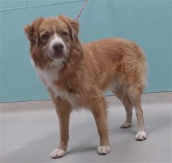 Shelter Stray Male Dog last seen Near FOWLER AVE, RENO NV 89506, 2825 Longley Ln Suite A, Reno, NV 89502, USA
