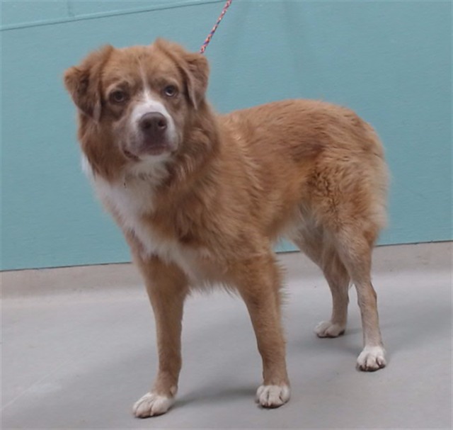 Shelter Stray Male Dog last seen Near FOWLER AVE, RENO NV 89506, 2825 Longley Ln Suite A, Reno, NV 89502, USA