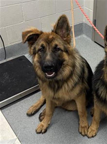 Shelter Stray Male Dog last seen Near, 5001 E Raymond St, Indianapolis, IN 46203, USA