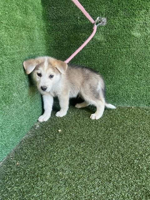 Shelter Stray Male Dog last seen , 5210 W Ave I, Lancaster, CA 93536, USA