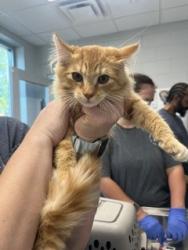 Shelter Stray Male Cat last seen BURLINGTON AC, 221 Stone Quarry Rd, Burlington, NC 27217, USA
