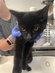 Shelter Stray Male Cat last seen BURLINGTON AC, 221 Stone Quarry Rd, Burlington, NC 27217, USA