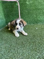 Shelter Stray Female Dog last seen , 5210 W Ave I, Lancaster, CA 93536, USA