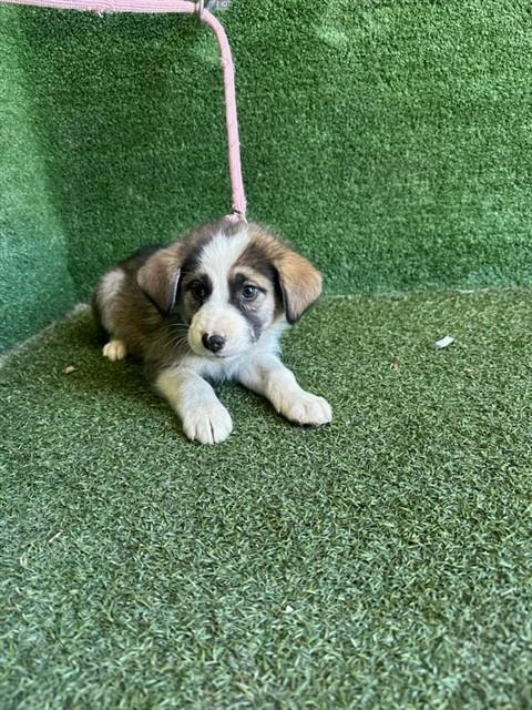 Shelter Stray Female Dog last seen , 5210 W Ave I, Lancaster, CA 93536, USA