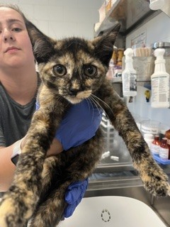 Shelter Stray Female Cat last seen BURLINGTON AC, 221 Stone Quarry Rd, Burlington, NC 27217, USA