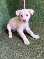 Shelter Stray Female Dog last seen , 5210 W Ave I, Lancaster, CA 93536, USA