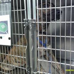 Shelter Stray Male Dog last seen , 2811 SE 29th St, Oklahoma City, OK 73129, USA