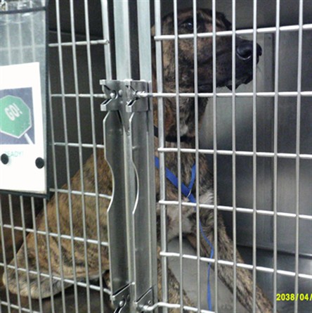 Shelter Stray Male Dog last seen , 2811 SE 29th St, Oklahoma City, OK 73129, USA