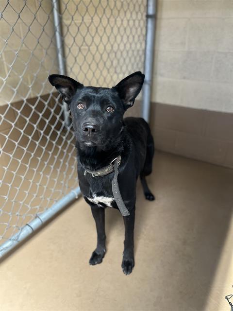 Shelter Stray Male Dog last seen BORDER VILLAGE RD AND BOLTON HALL RD, 92173, 130 Beyer Way, Chula Vista, CA 91911, USA