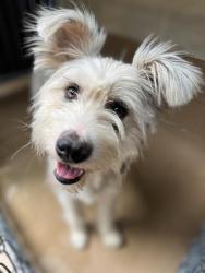 Shelter Stray Female Dog last seen AVERIL RD AND BLACKSHAW LN, 92173, 130 Beyer Way, Chula Vista, CA 91911, USA