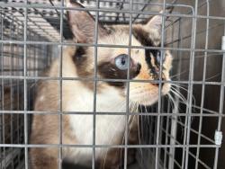 Shelter Stray Female Cat last seen Near BLOCK NW 39TH ST, OKLAHOMA CITY OK 73112, 2811 SE 29th St, Oklahoma City, OK 73129, USA