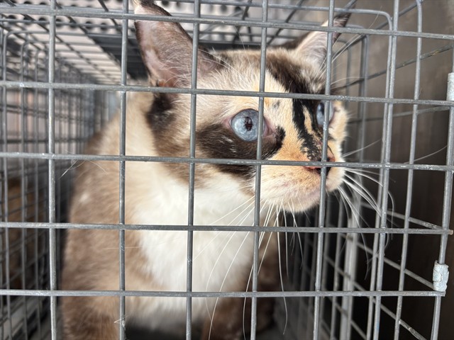 Shelter Stray Female Cat last seen Near BLOCK NW 39TH ST, OKLAHOMA CITY OK 73112, 2811 SE 29th St, Oklahoma City, OK 73129, USA