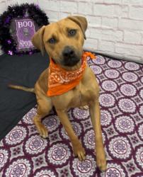 Shelter Stray Female Dog last seen Near BLOCK E NEVADA ST, DETROIT, MI 48234, 1431 E Ferry St, Detroit, MI 48211, USA