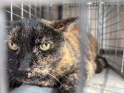 Shelter Stray Female Cat last seen Near BLOCK NW 39TH ST, OKLAHOMA CITY OK 73112, 2811 SE 29th St, Oklahoma City, OK 73129, USA
