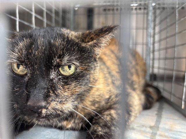 Shelter Stray Female Cat last seen Near BLOCK NW 39TH ST, OKLAHOMA CITY OK 73112, 2811 SE 29th St, Oklahoma City, OK 73129, USA