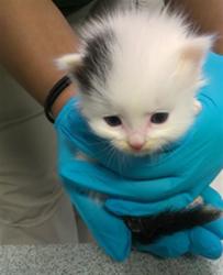 Shelter Stray Unknown Cat last seen , 2811 SE 29th St, Oklahoma City, OK 73129, USA