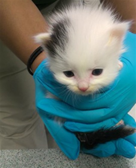 Shelter Stray Unknown Cat last seen , 2811 SE 29th St, Oklahoma City, OK 73129, USA