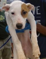 Shelter Stray Female Dog last seen Near BLOCK S HIGH AVE, OKLAHOMA CITY, OK 73129, 2811 SE 29th St, Oklahoma City, OK 73129, USA