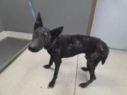 Shelter Stray Male Dog last seen Near BLOCK N MONROE ST, TALLAHASSEE FL 32303, 1125 Easterwood Dr, Tallahassee, FL 32311, USA