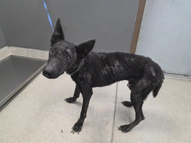 Shelter Stray Male Dog last seen Near BLOCK N MONROE ST, TALLAHASSEE FL 32303, 1125 Easterwood Dr, Tallahassee, FL 32311, USA