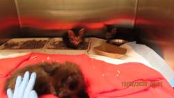 Shelter Stray Female Cat last seen Near BLOCK W CINNABAR AVE, 5501 E Van Buren St, Phoenix, AZ 85008, USA
