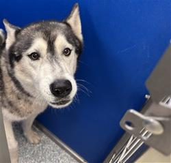 Shelter Stray Male Dog last seen , 4000 N Silverbell Rd, Tucson, AZ 85745, USA