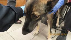 Shelter Stray Female Dog last seen ELLIOT AND PRIEST, 5501 E Van Buren St, Phoenix, AZ 85008, USA