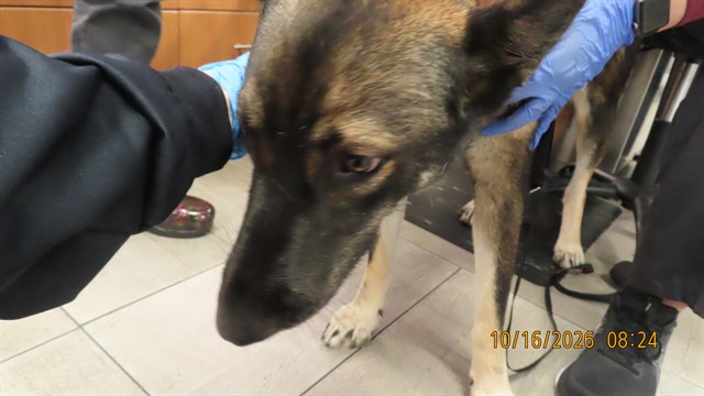 Shelter Stray Female Dog last seen ELLIOT AND PRIEST, 5501 E Van Buren St, Phoenix, AZ 85008, USA