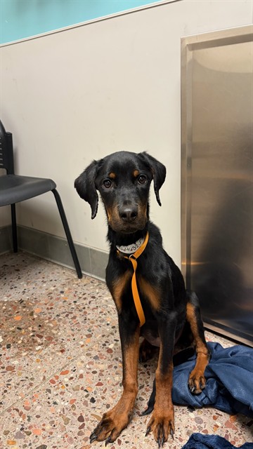Shelter Stray Female Dog last seen , 5501 E Van Buren St, Phoenix, AZ 85008, USA