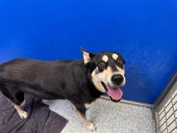 Shelter Stray Female Dog last seen , 4000 N Silverbell Rd, Tucson, AZ 85745, USA