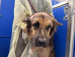 Shelter Stray Female Dog last seen , 4000 N Silverbell Rd, Tucson, AZ 85745, USA